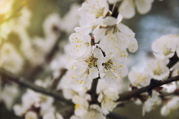 Pink apricot blossom in spring beautiful natural outdoor blooming