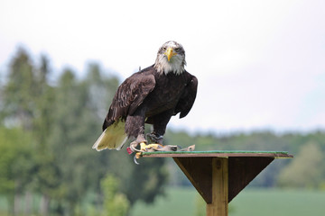 Weißkopfseeadler - Haliaeetus leucocephalus