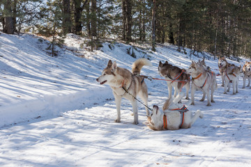 Husky dog sledge in winter forest