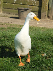 Indian runner duck