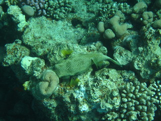 mondo sommerso © paolo