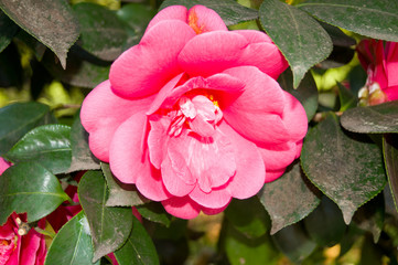 flowers,tulip,and garden