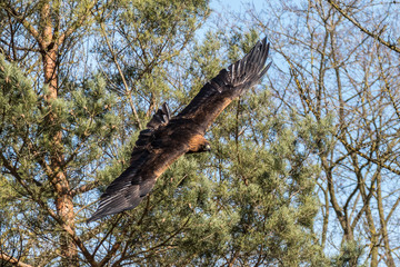 Steinadler - Aquila chrysaetos