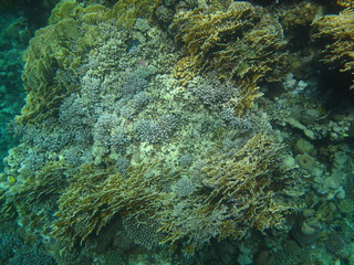 mondo sommerso © paolo