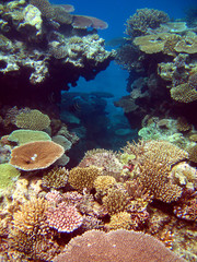 Fototapeta na wymiar Hard Coral Reef off the waters of Matamanoa Island, Fiji