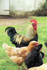 cock and hens on grass