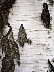 Birch pattern