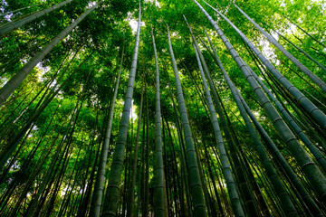 Fototapeta na wymiar Bamboo Forest in Japan, Arashiyama, Kyoto