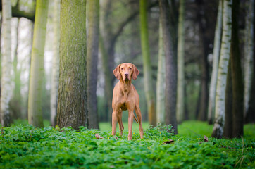 Hungarian pointer vizsla in forrest