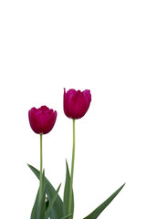 Red Tulip