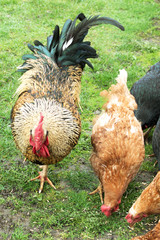 cock and hens on grass