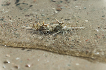 Beautiful thorn conchs on sand bottom in sea shallow water