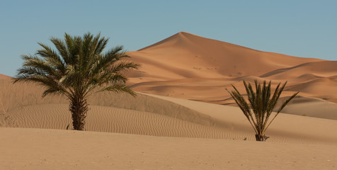 Fototapeta na wymiar Dune à Merzouga