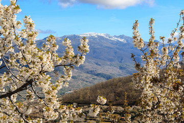 Flowering of the cherry trees. Jerte Valley. Spain