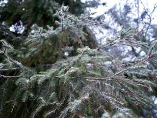 Branches of tree coverd by snow in winter