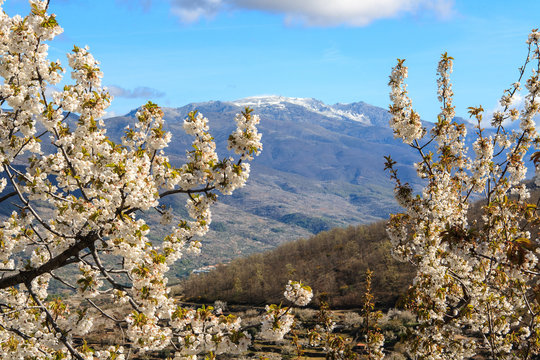 Flowering of the cherry trees. Jerte Valley. Spain