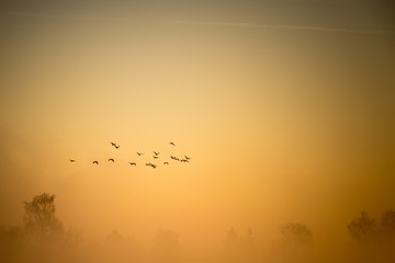 A flock of cormorants flies over the misty land