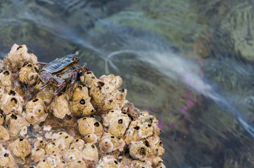Grey crab on wet stone in sea