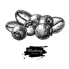 Blueberry vector drawing. Isolated hand drawn berry heap on whit