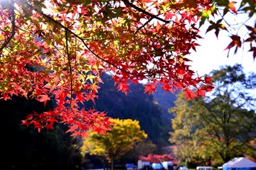 一目八景の紅葉