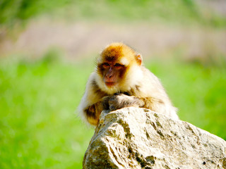 Macaque de Barbarie