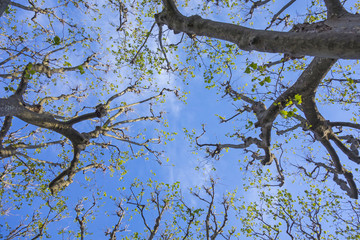 trees against blue sky in spring 