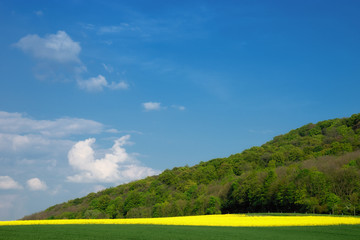 a landscape with a field of rape / colza