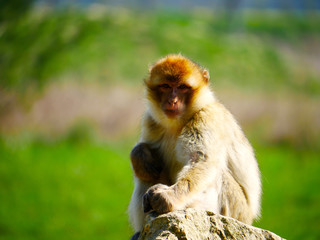 Macaque de Barbarie