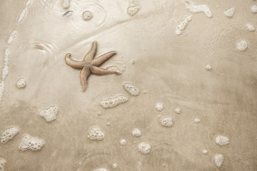 Fototapeta na wymiar Background image of a starfish on golden sand 