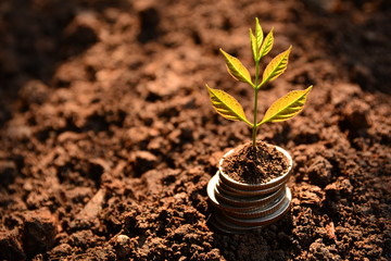 Concept of money tree growing from money. Financial and saving concept.