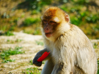 Macaque de Barbarie