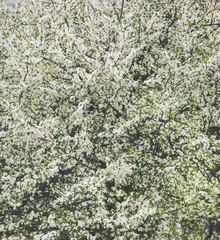 Springtime street blossom. Blooming tree with white flowers. Natural pattern idyllic background, wallpaper