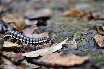 Doppelfüßler in einem Wald in Costa Rica