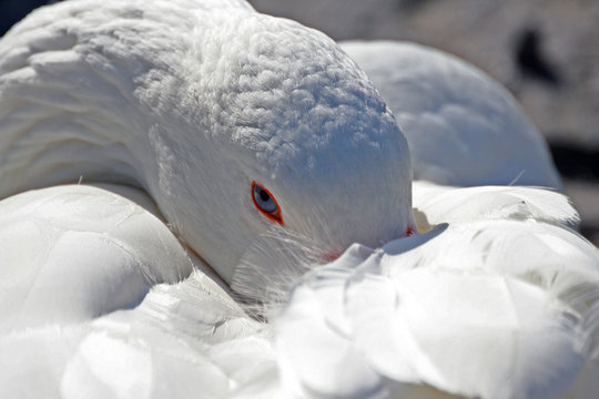 Greylag goose, domestic goose,Anser anser, lombardia, milano