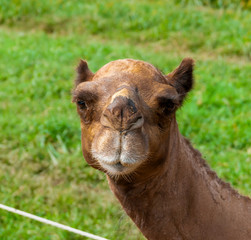 Close-up of camel's face