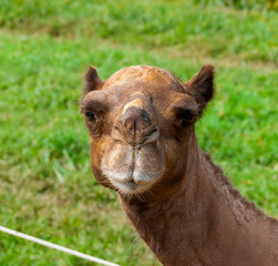 Obraz premium Close-up of camel's face