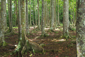 Rudraksha trees of the Sanctuary Forest