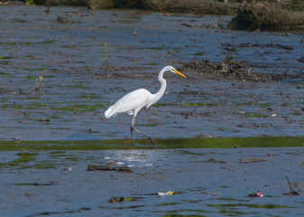Egret waking through icky water
