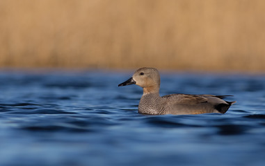 Gadwall - Anas strepera