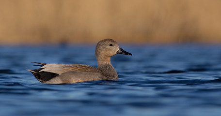 Gadwall - Anas strepera