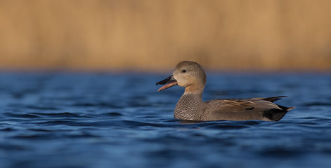 Gadwall - Anas strepera