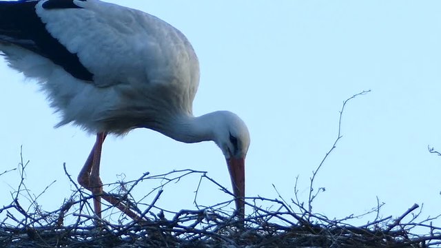 Mother stork nest is ready for breeding season