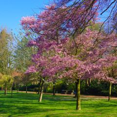 Naklejka premium beautiful Spring background