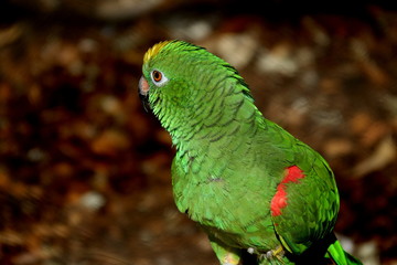 Amazone a front bleu