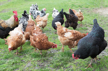 cock and hens on grass