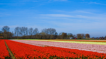 Fototapeta na wymiar Beautiful tulips field. Beautiful flower background.