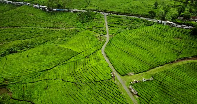 Aerial view of fresh tea plantation landscape with highway at Subang highland, West Java - Indonesia. Professional shot in 4K resolution