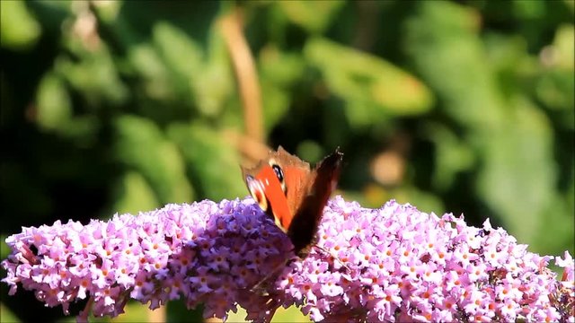 Peacock butterfly on lilac blossoms
