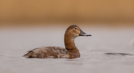 Common Pochard - Aythya ferina