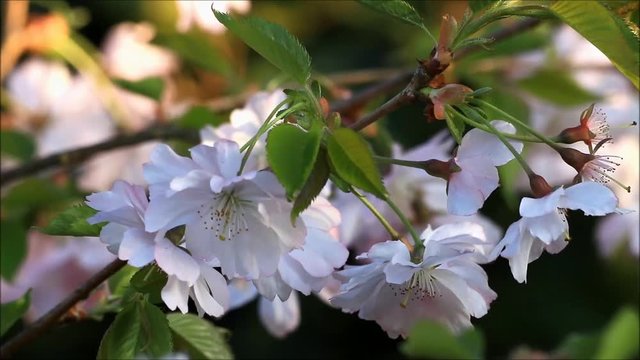 cherry blossoms Prunus subhirtella in spring
